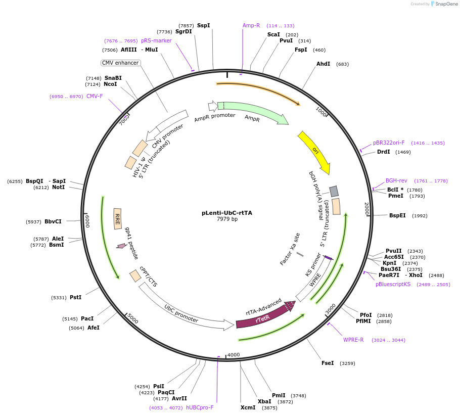 258678-plasmid-map-sequence-id-517816