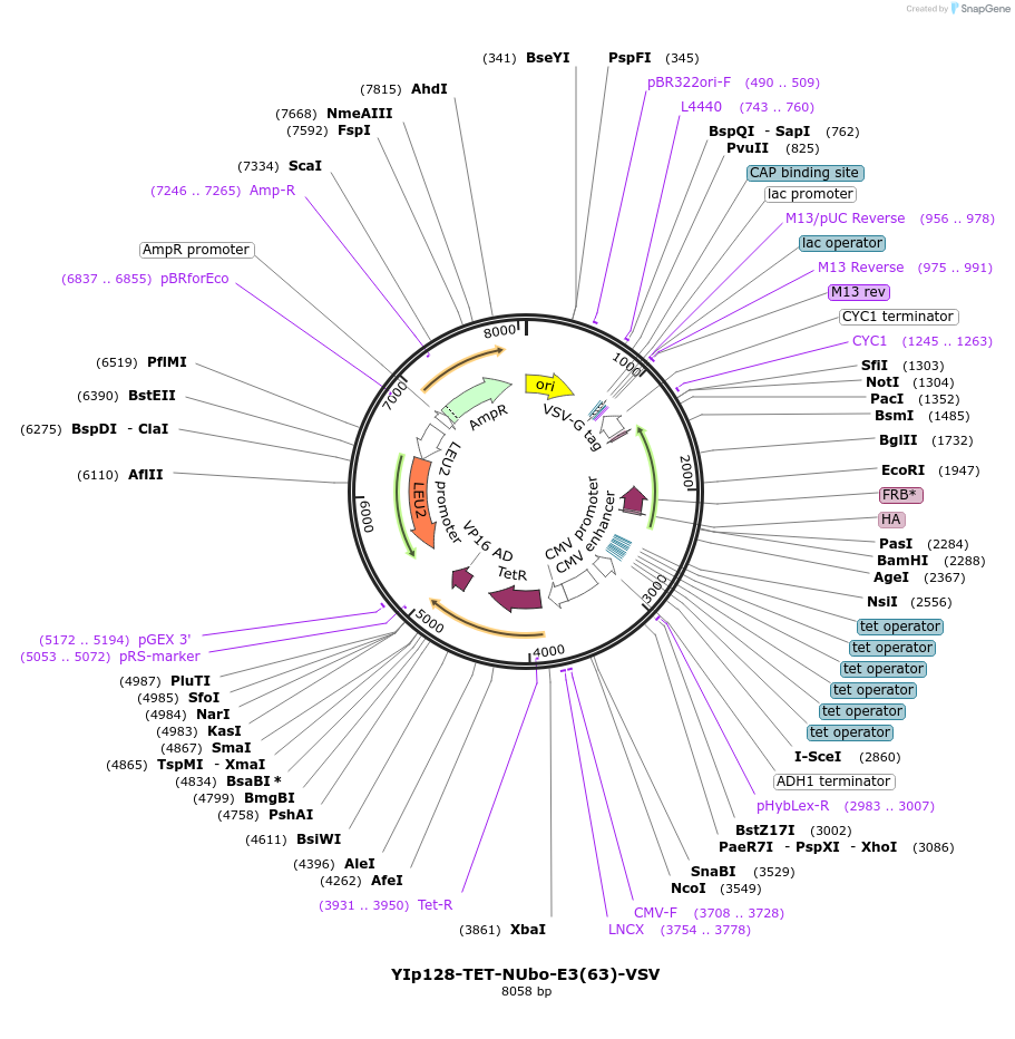 212752-plasmid-map-sequence-id-517835