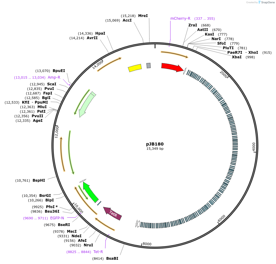 248759-plasmid-map-sequence-id-517854