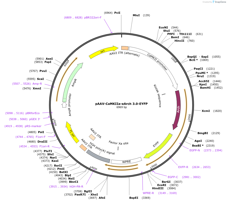 35516-plasmid-map-sequence-id-517860