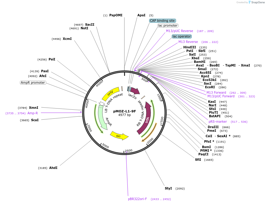 259848-plasmid-map-sequence-id-517908