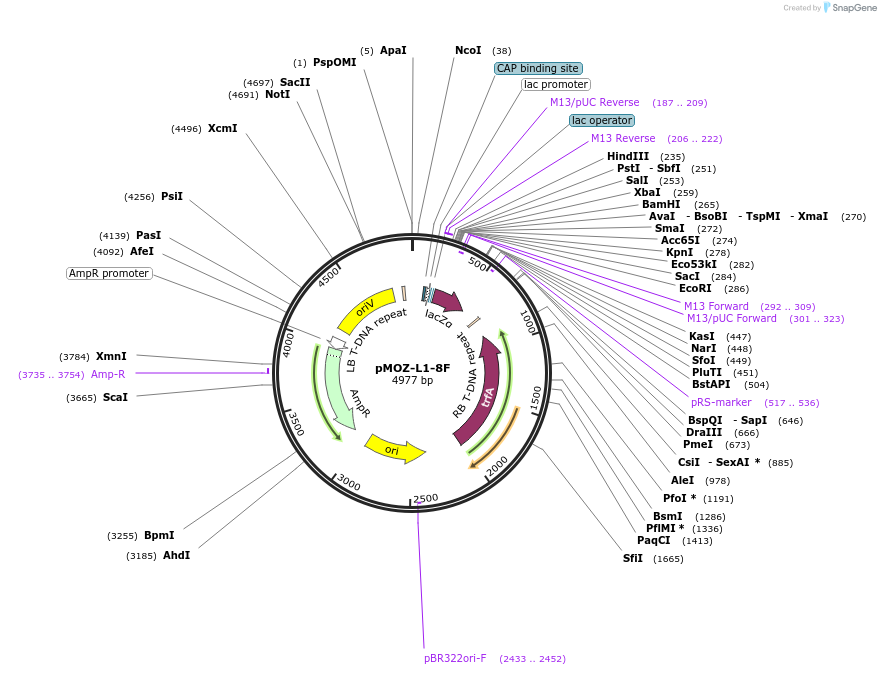 259873-plasmid-map-sequence-id-517912