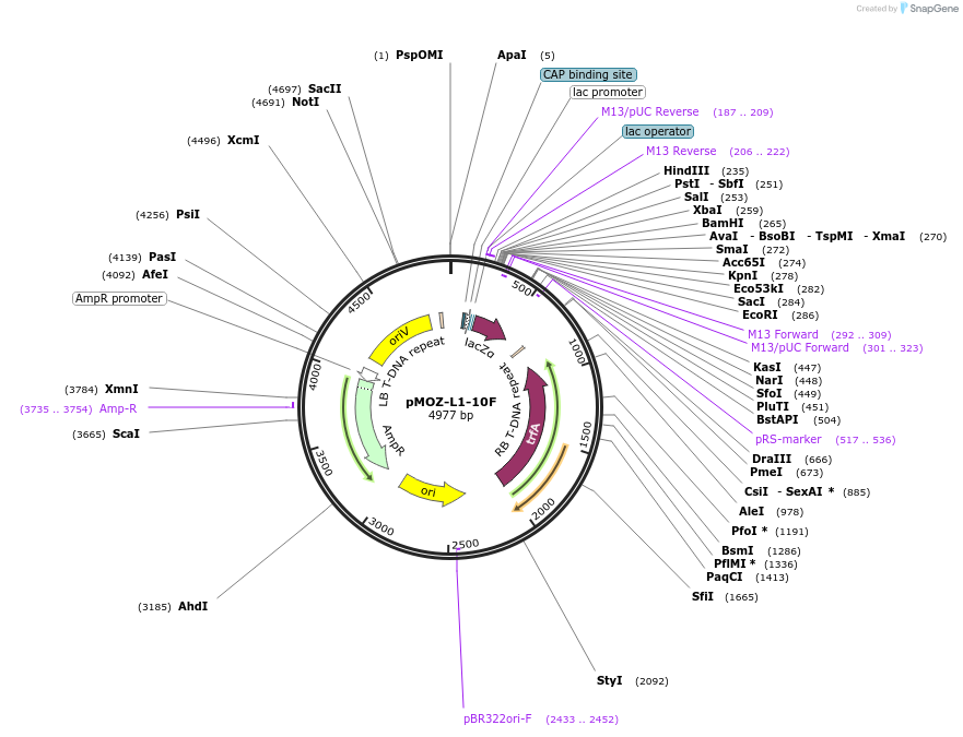 259849-plasmid-map-sequence-id-517913