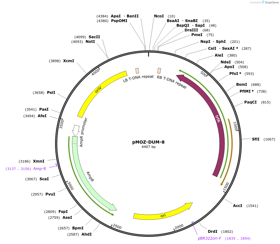 259858-plasmid-map-sequence-id-517914