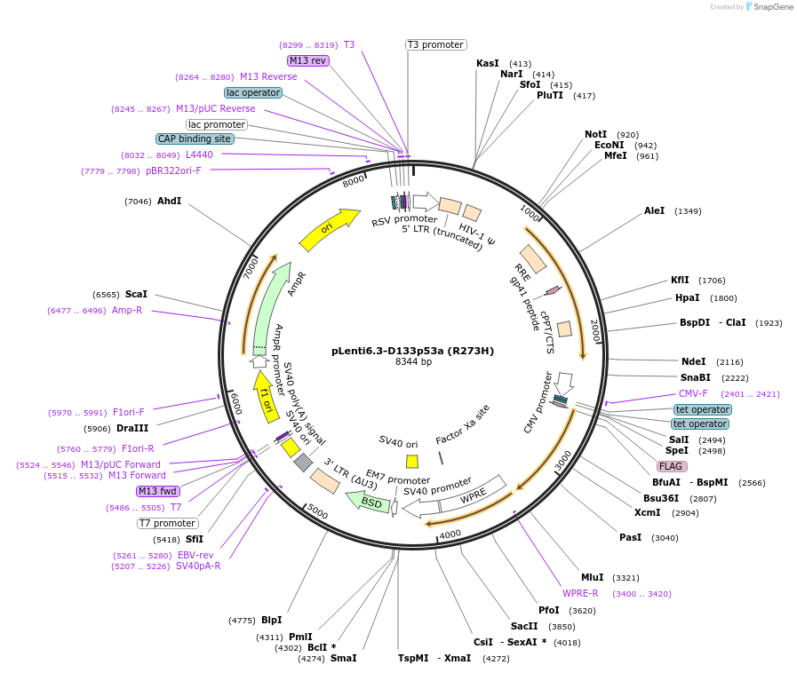 259518-plasmid-map-sequence-id-517920