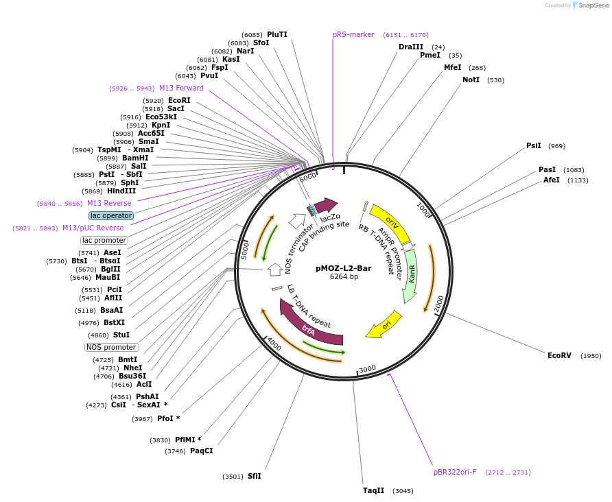 259875-plasmid-map-sequence-id-517926