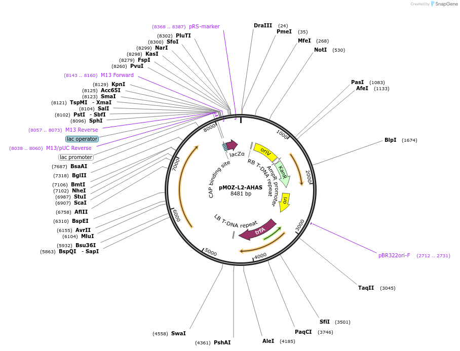 259852-plasmid-map-sequence-id-517949