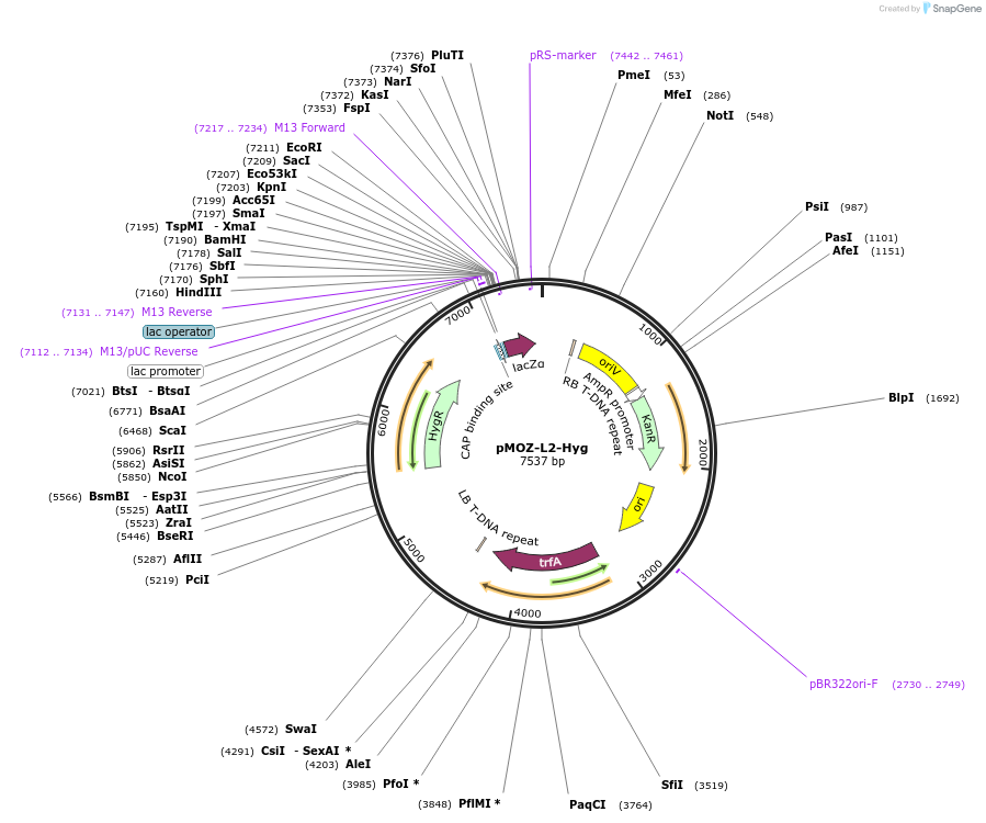 259850-plasmid-map-sequence-id-517950