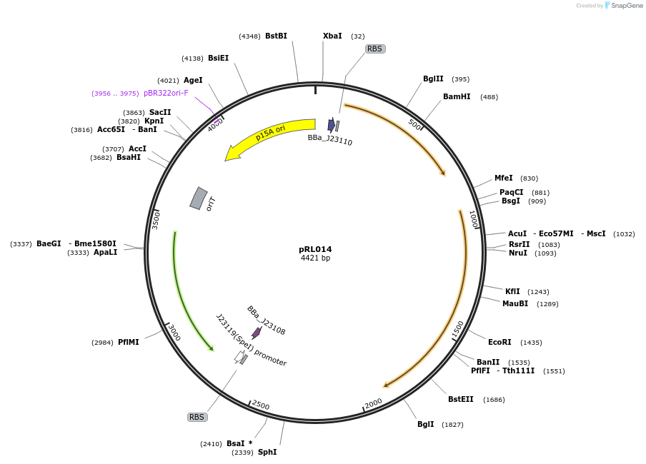 250165-plasmid-map-sequence-id-517952