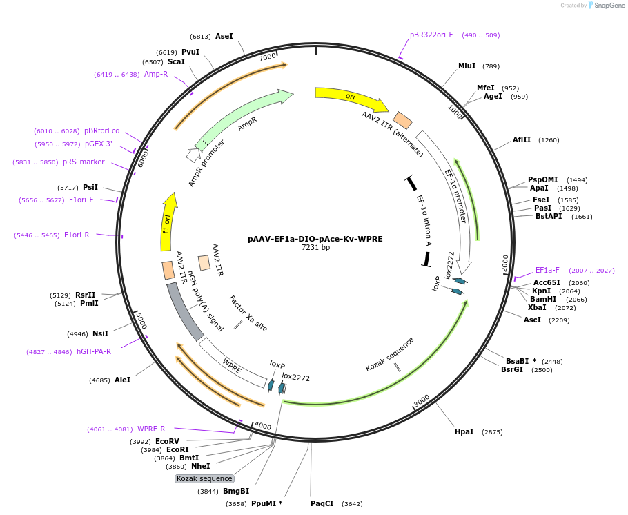 250152-plasmid-map-sequence-id-517969