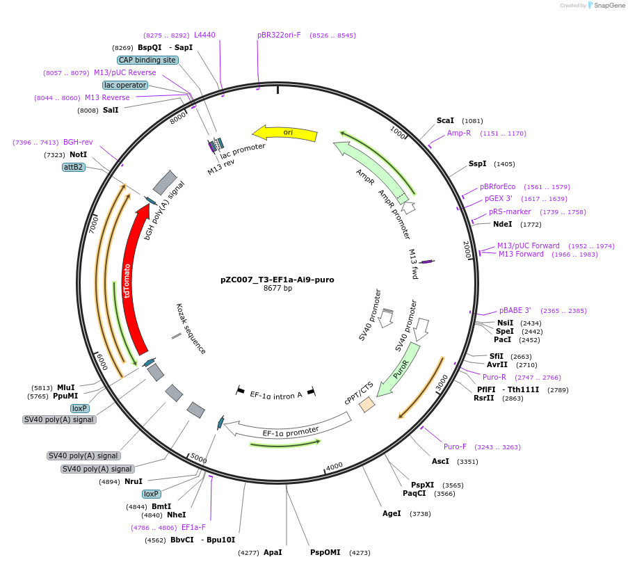 257724-plasmid-map-sequence-id-517972