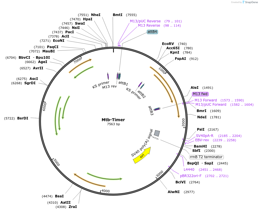 258482-plasmid-map-sequence-id-518000