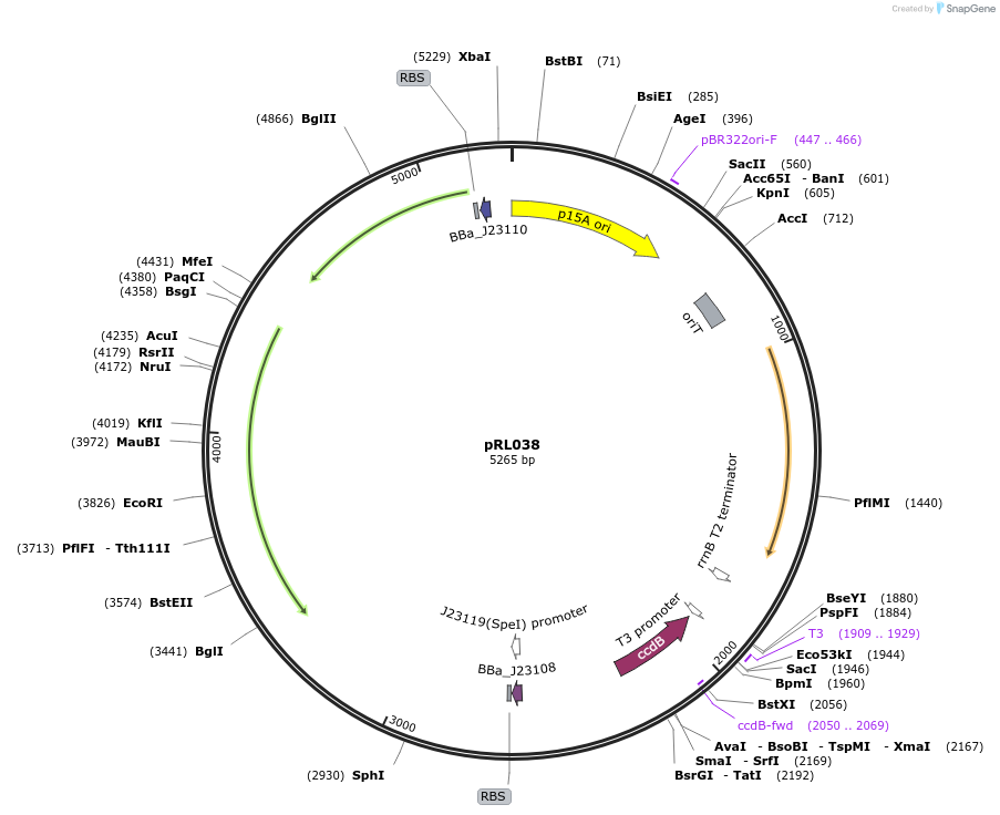 250169-plasmid-map-sequence-id-518013