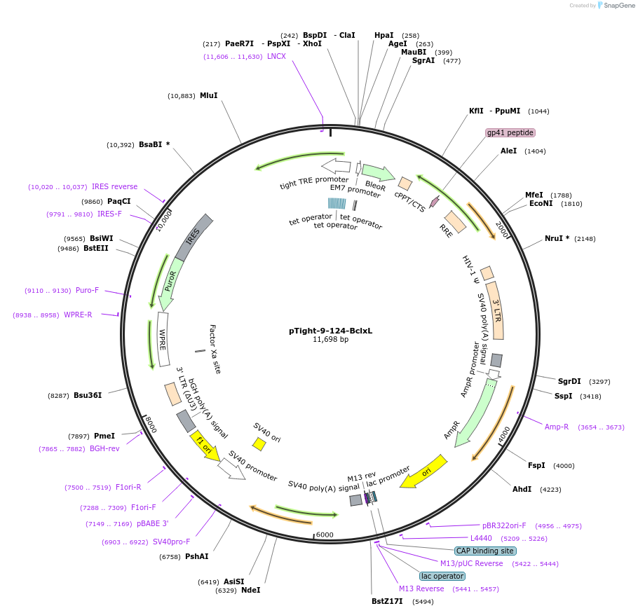 60857-plasmid-map-sequence-id-518124