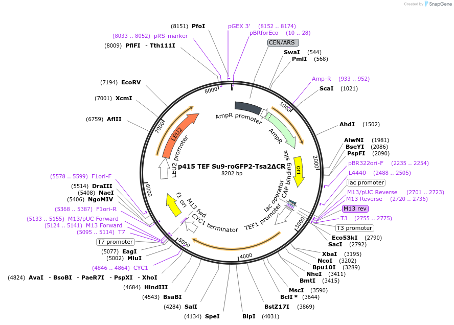83240-plasmid-map-sequence-id-518142