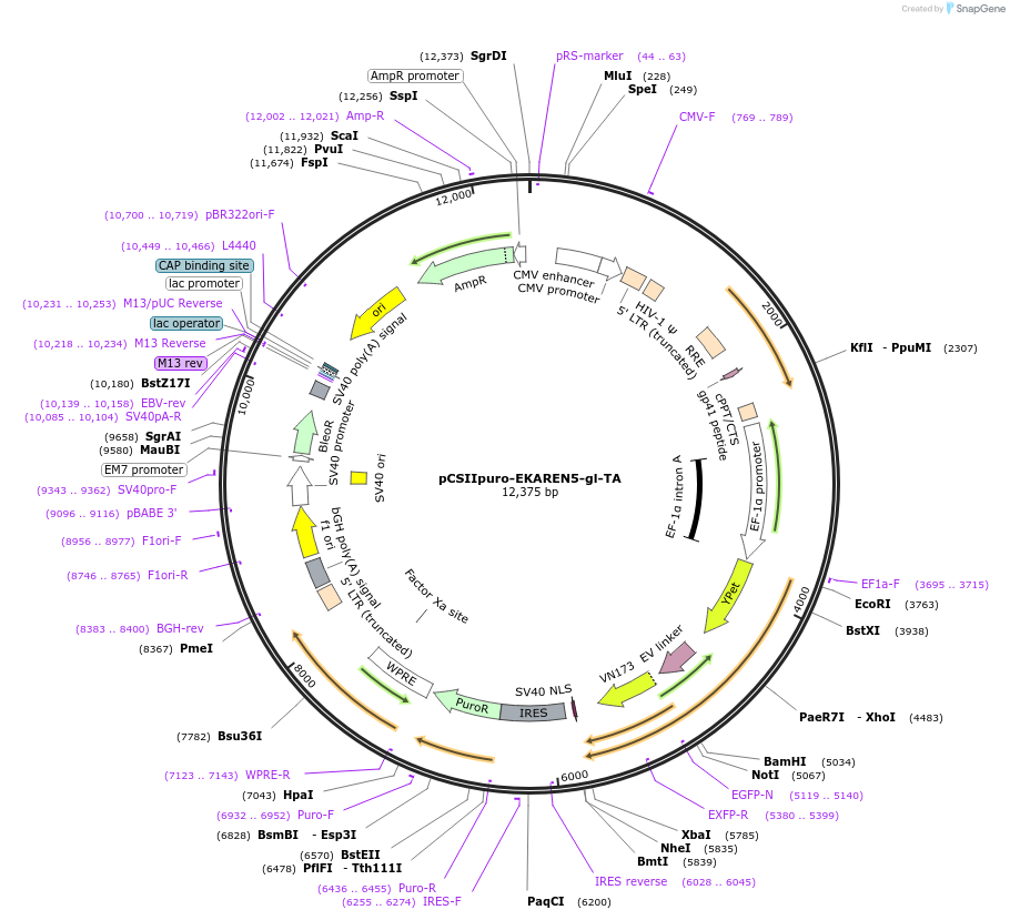 258334-plasmid-map-sequence-id-518184