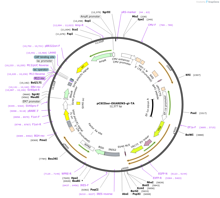 258335-plasmid-map-sequence-id-518185