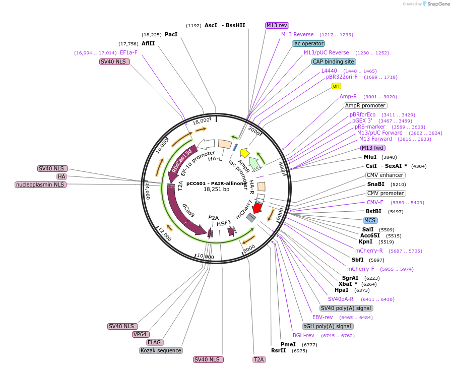 258562-plasmid-map-sequence-id-518186