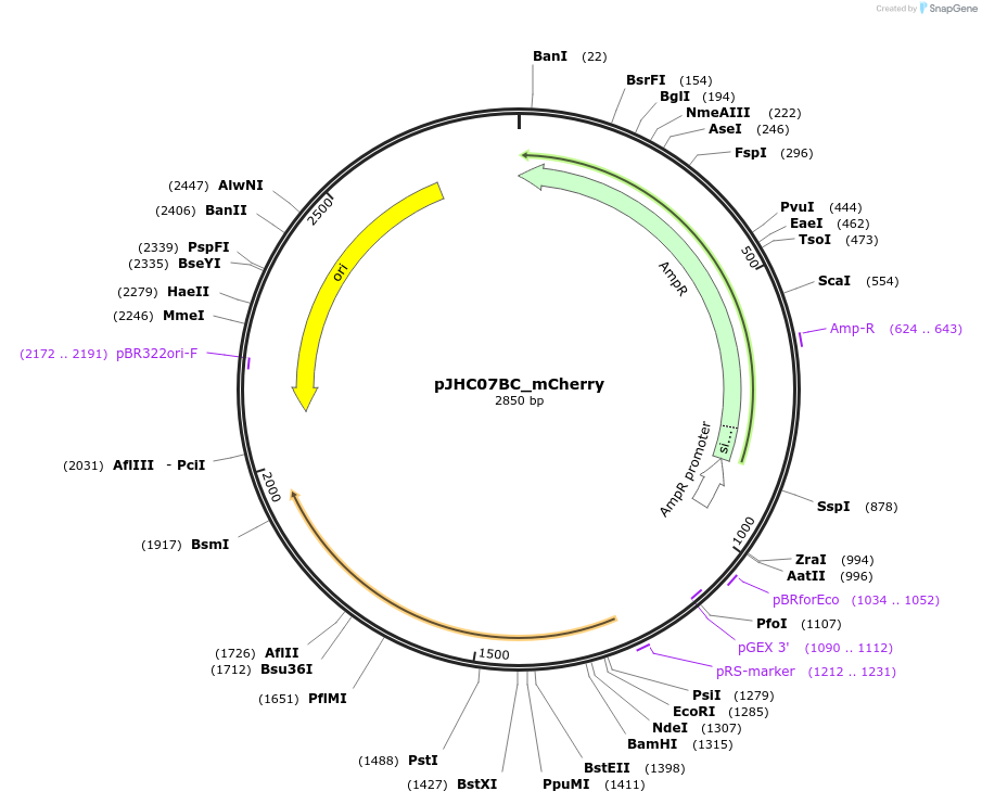 257397-plasmid-map-sequence-id-518201