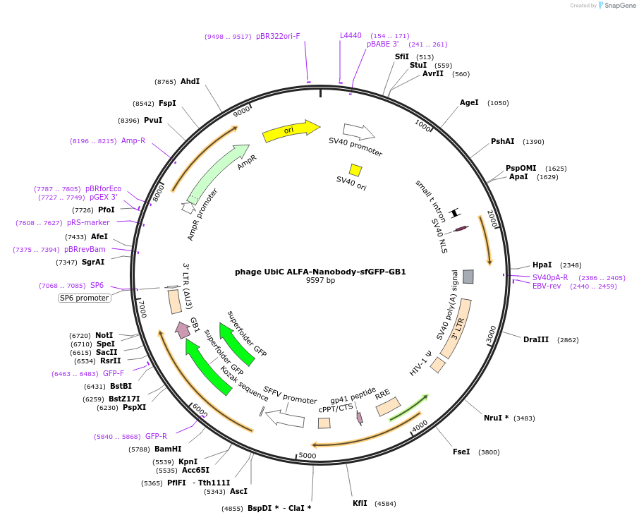 258550-plasmid-map-sequence-id-518212