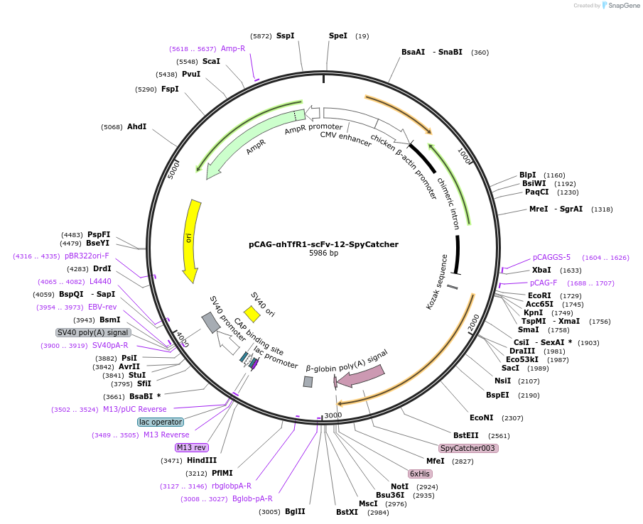 258660-plasmid-map-sequence-id-518218