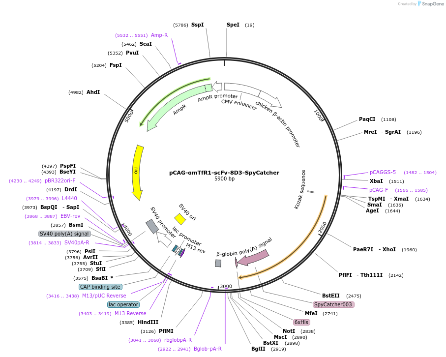 258661-plasmid-map-sequence-id-518219