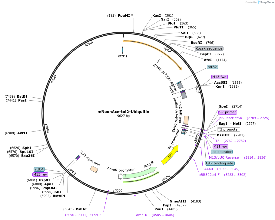 253616-plasmid-map-sequence-id-518221