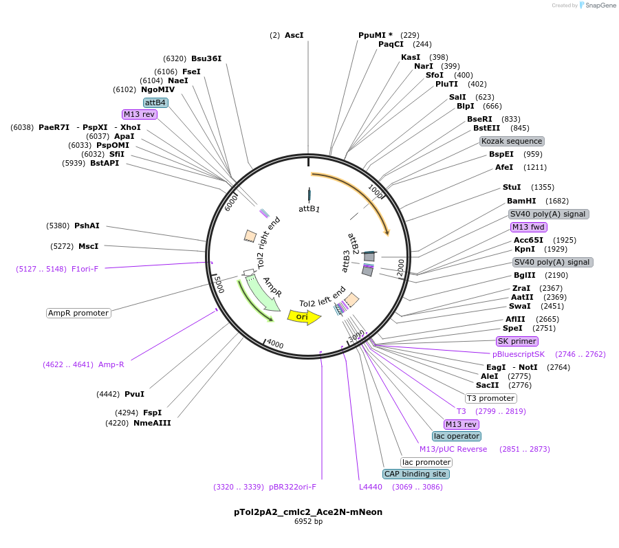 253664-plasmid-map-sequence-id-518274