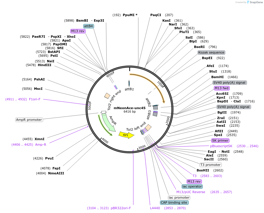 253619-plasmid-map-sequence-id-518275
