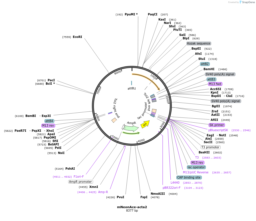 253618-plasmid-map-sequence-id-518276