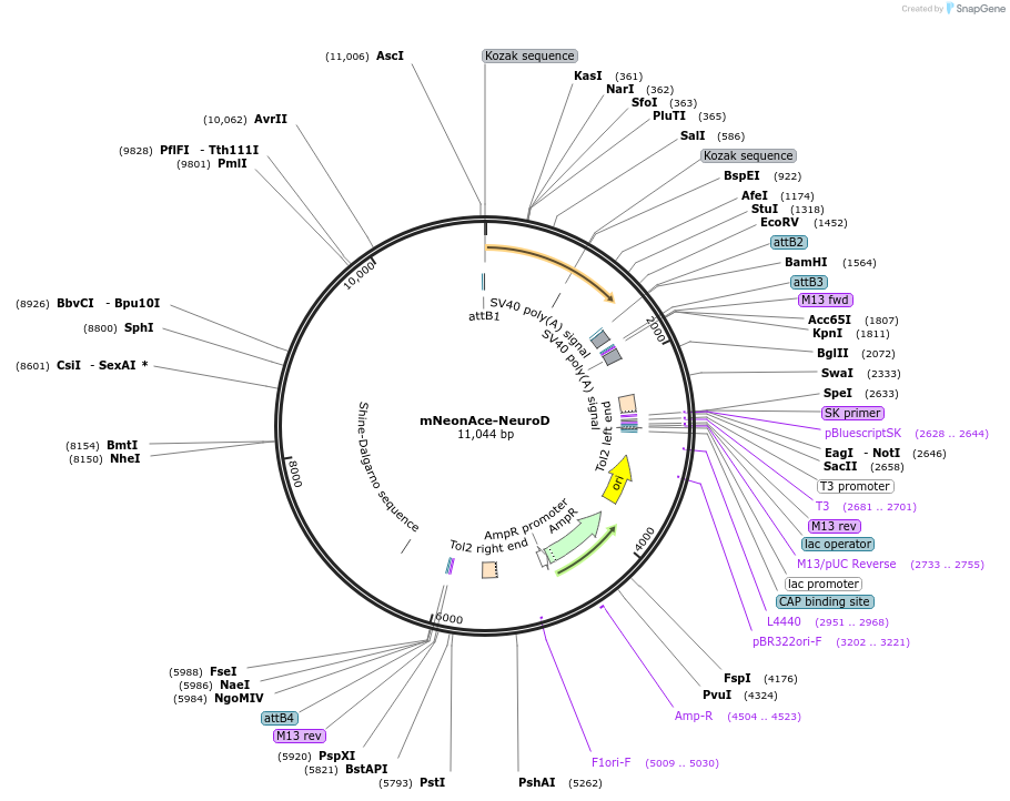 253617-plasmid-map-sequence-id-518277
