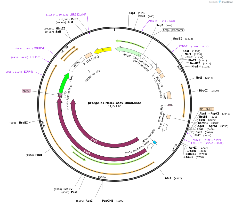 258792-plasmid-map-sequence-id-518278
