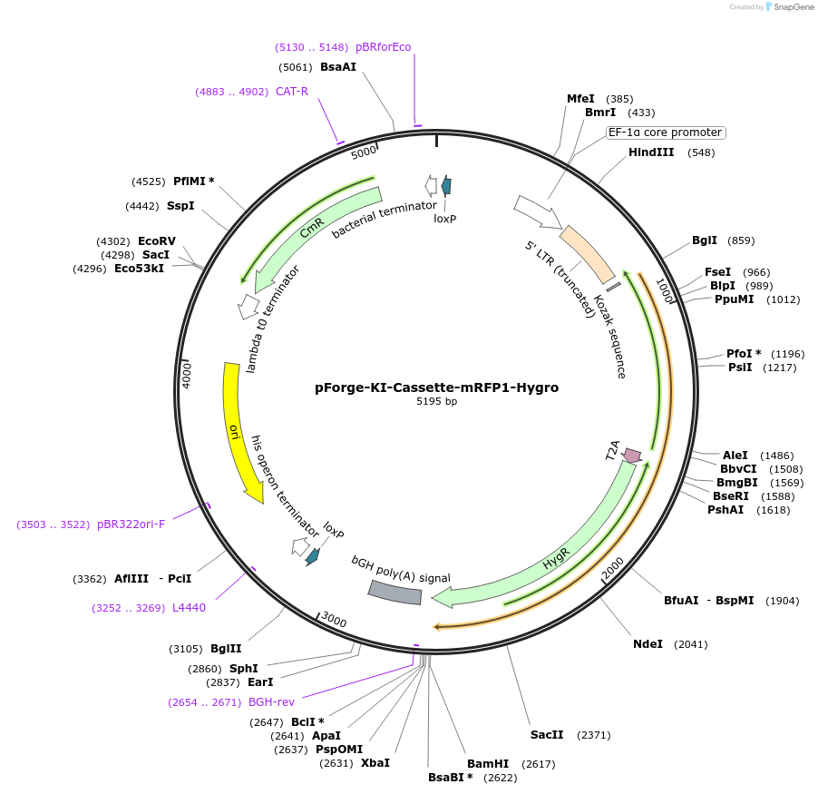258793-plasmid-map-sequence-id-518279