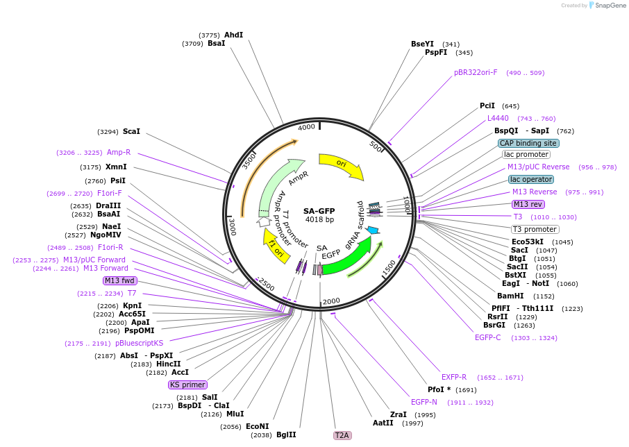 259312-plasmid-map-sequence-id-518280