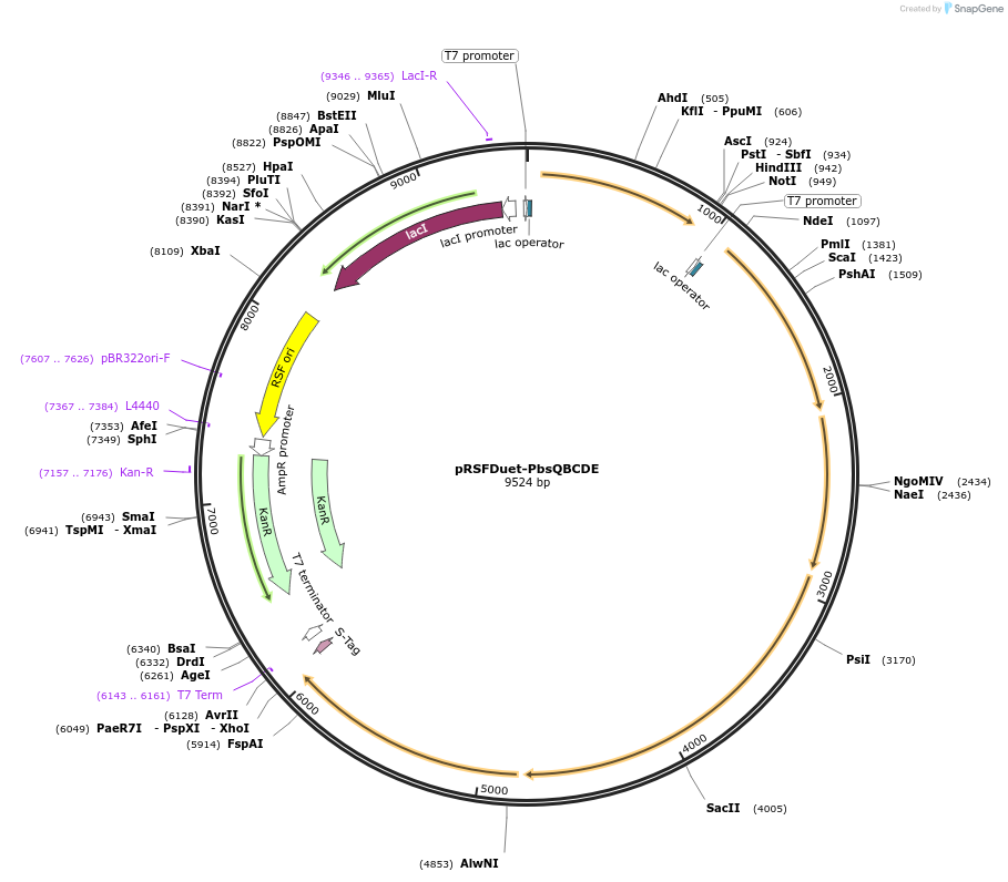 257782-plasmid-map-sequence-id-518302