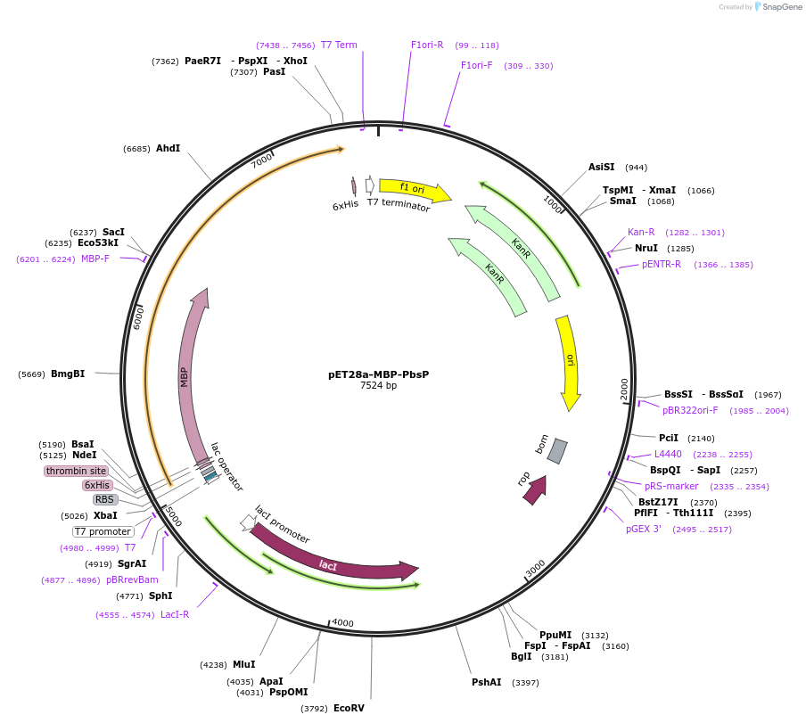 257783-plasmid-map-sequence-id-518303