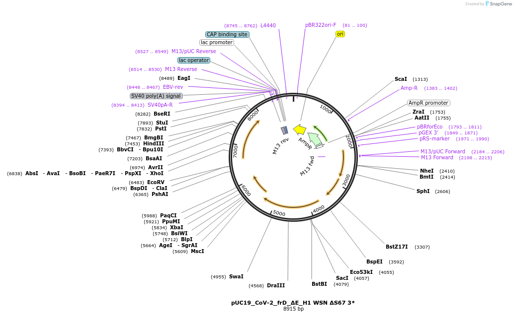 253145-plasmid-map-sequence-id-518306