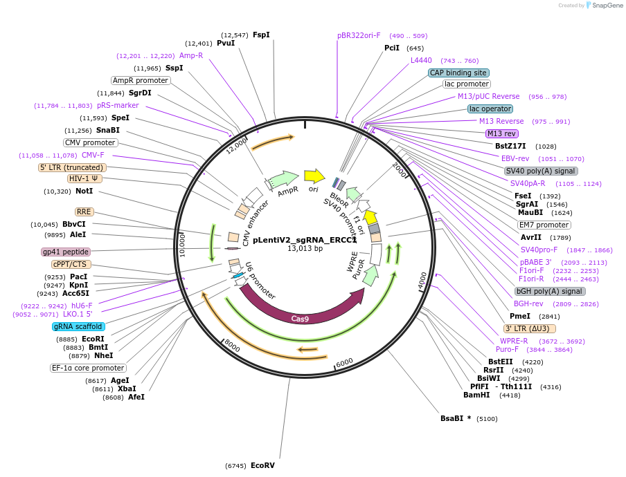 259557-plasmid-map-sequence-id-518316