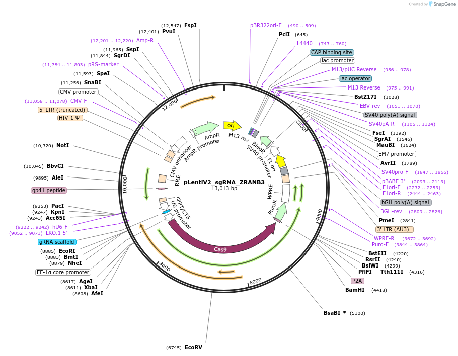259561-plasmid-map-sequence-id-518319