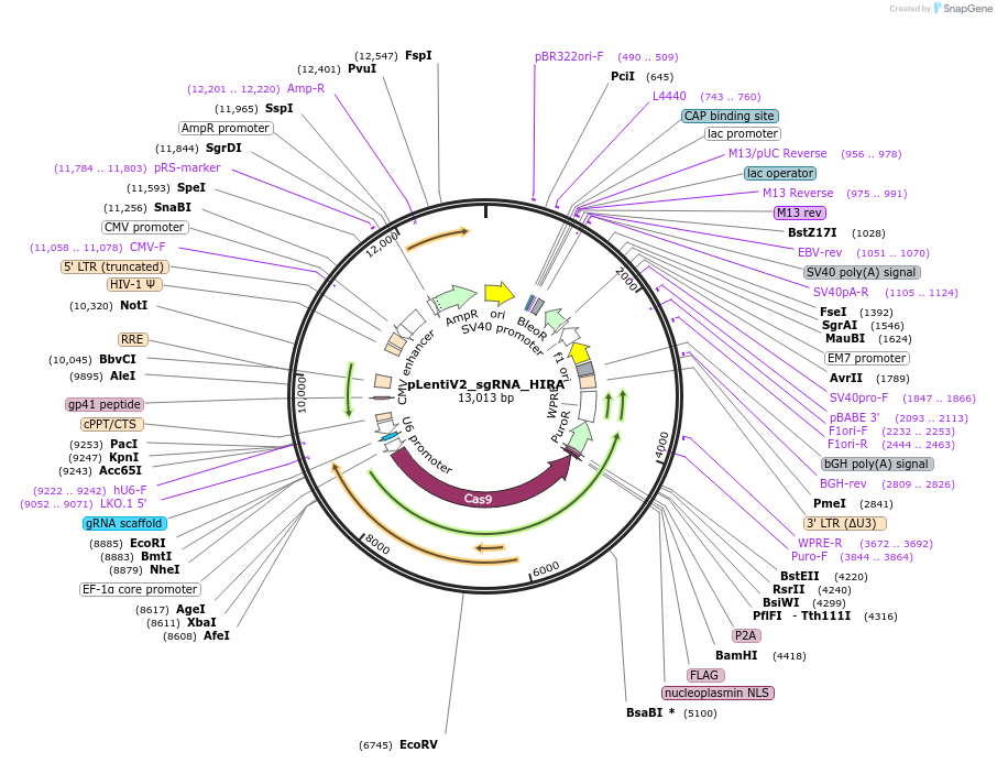 259559-plasmid-map-sequence-id-518320