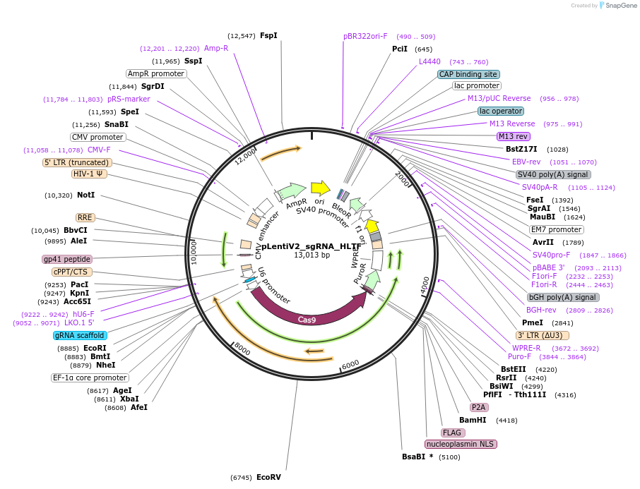 259560-plasmid-map-sequence-id-518321