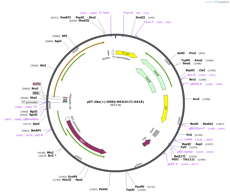 258837-plasmid-map-sequence-id-518327