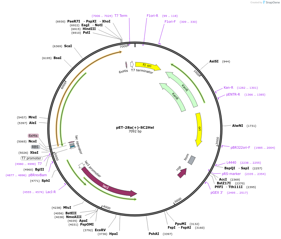 258844-plasmid-map-sequence-id-518328