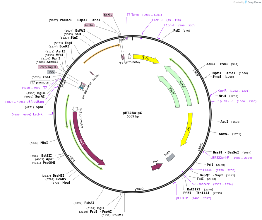 258623-plasmid-map-sequence-id-518333