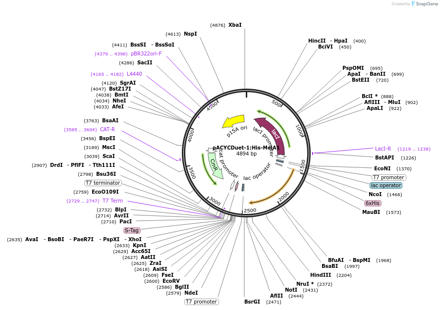 257759-plasmid-map-sequence-id-518334