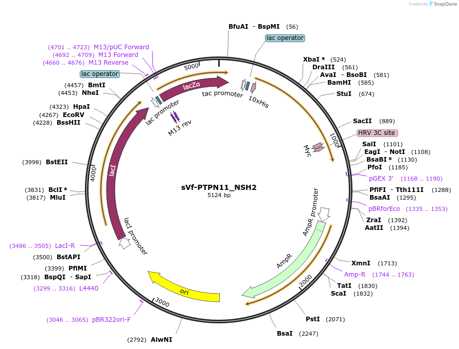259397-plasmid-map-sequence-id-518341