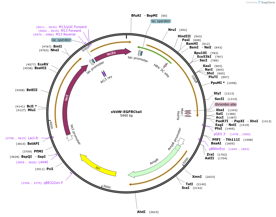 259389-plasmid-map-sequence-id-518343