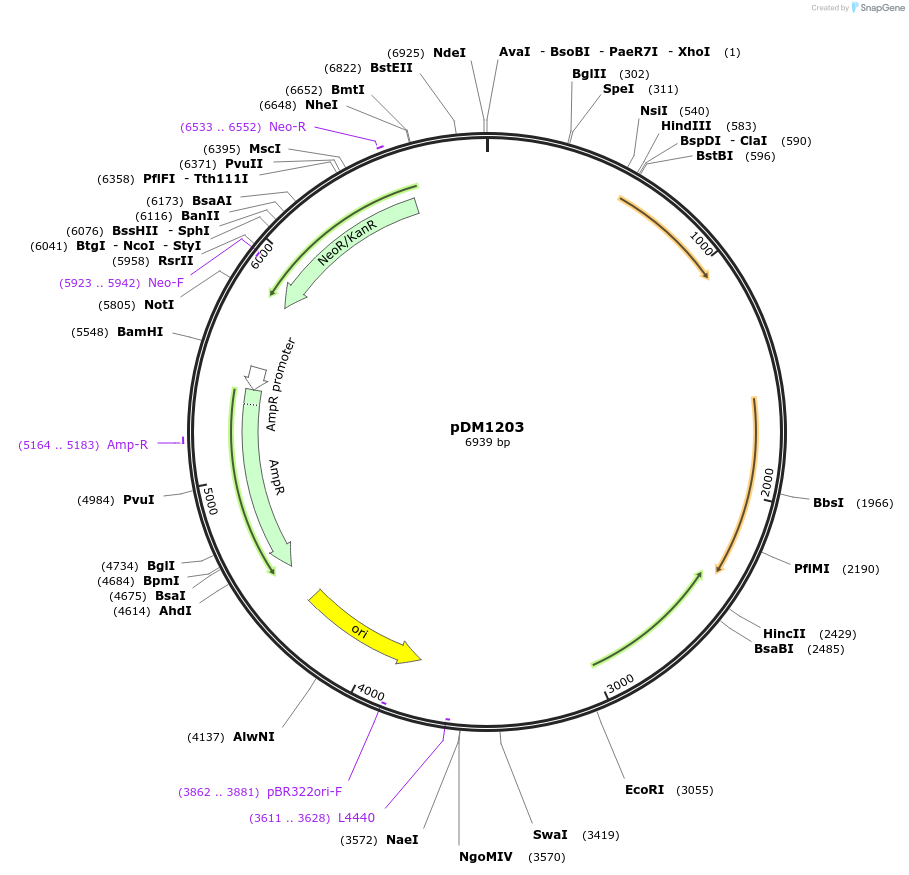 108983-plasmid-map-sequence-id-518380