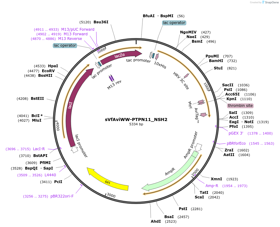 259399-plasmid-map-sequence-id-518381