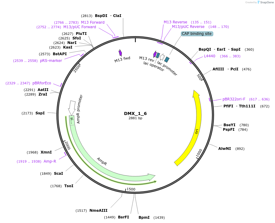 255166-plasmid-map-sequence-id-518439